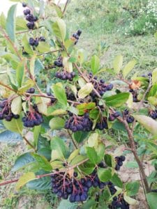 arbusti aronia
