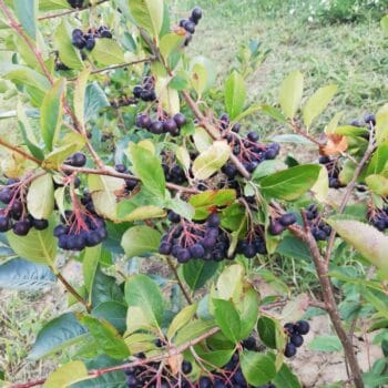 arbusti aronia